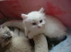 Kittens #2