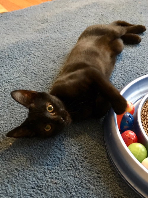 Coco
