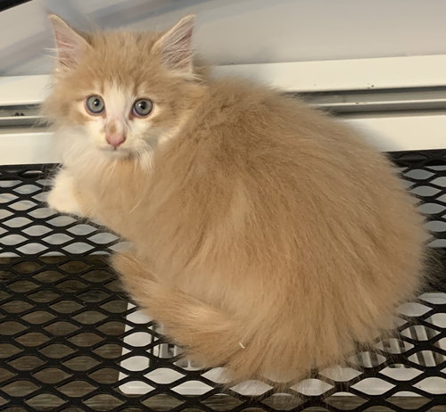 Cosmo