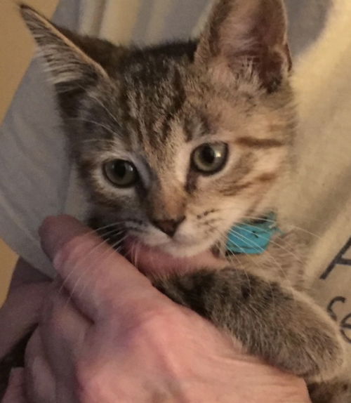 Etta