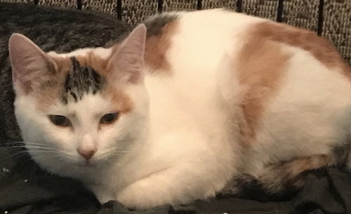 Bella