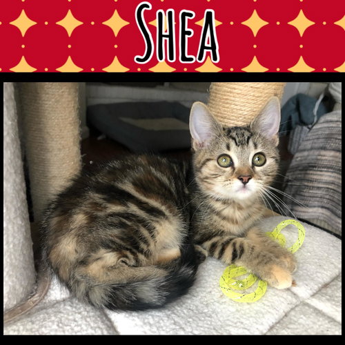Shea