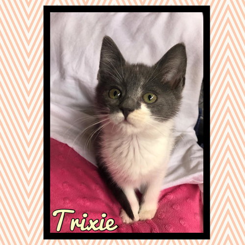 Trixie
