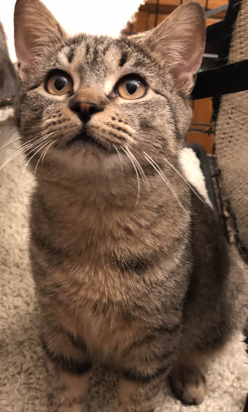 Simon