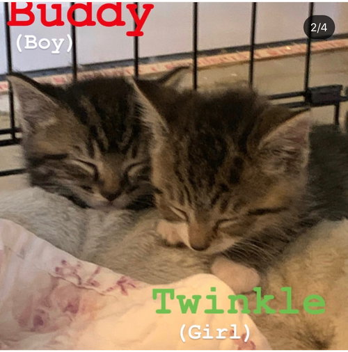 Buddy