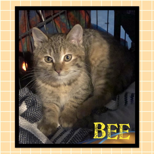 Bee