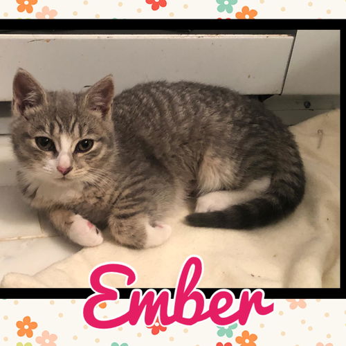 Ember