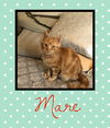Mare