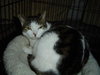 Sheeba