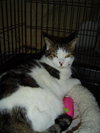 Sheeba