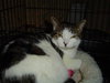 Sheeba