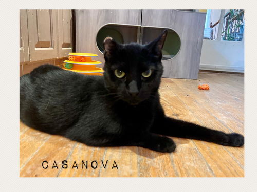 Casanova