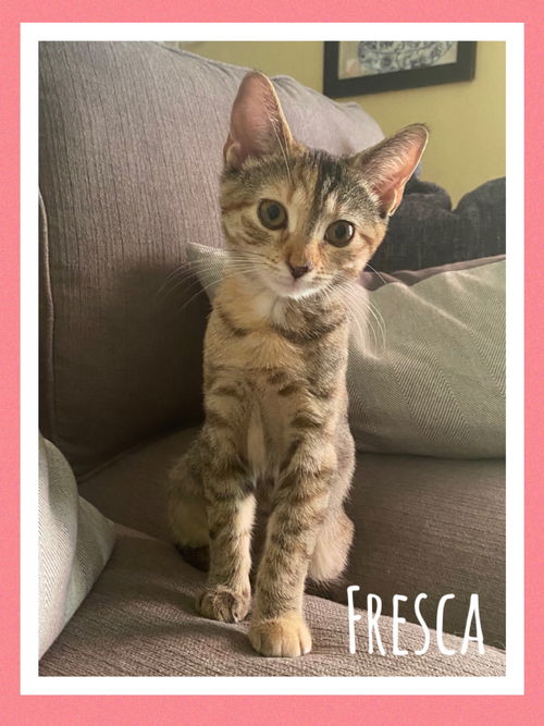 Fresca