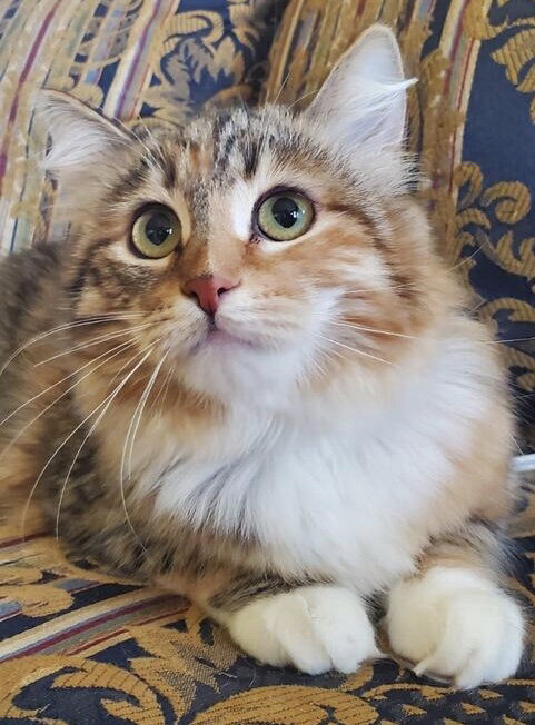 Toffee