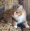 Toffee