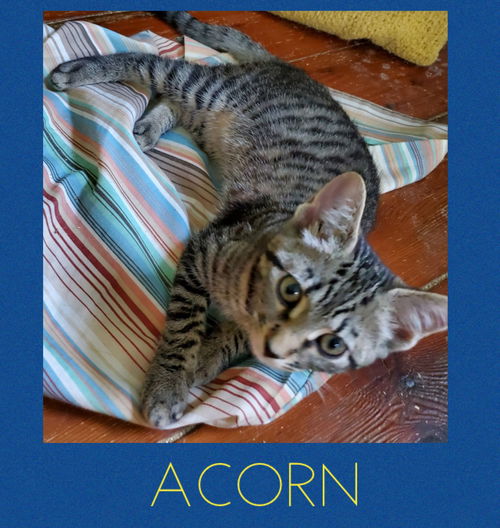 Acorn