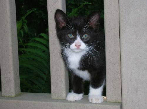 Kittens #1