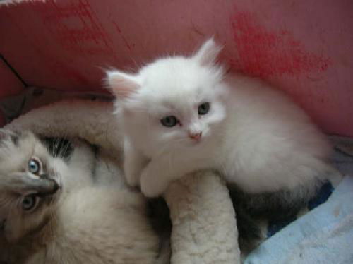 kitten #2
