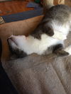 Snuggles