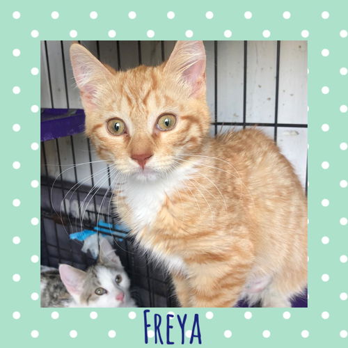 Freya