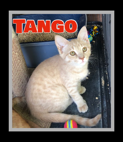 Tango