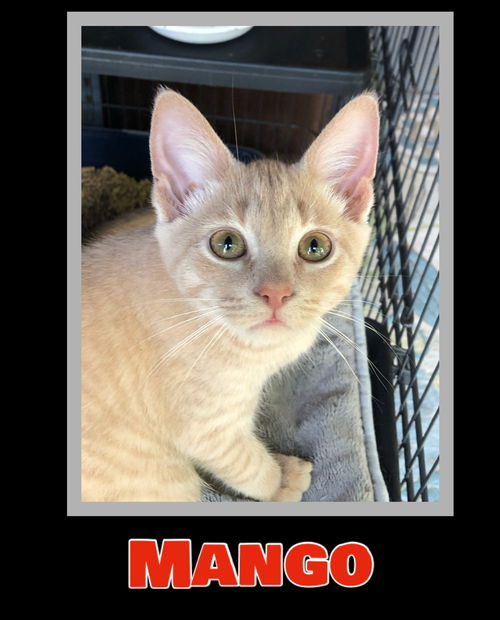 Mango