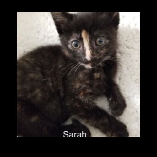 Sarah