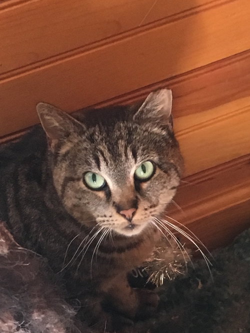 Bella