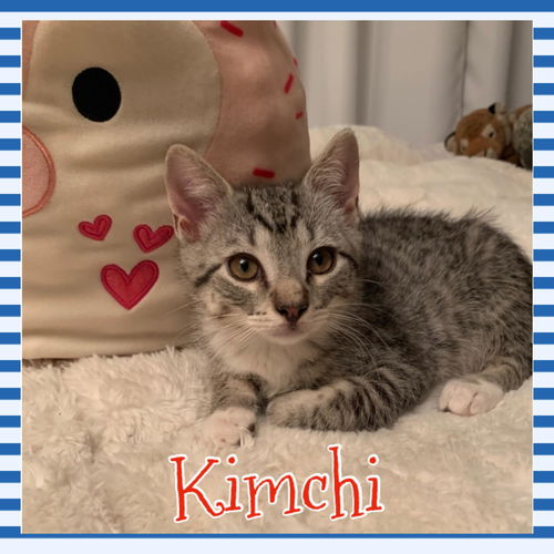 Kimchi