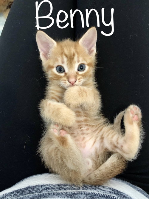 Benny
