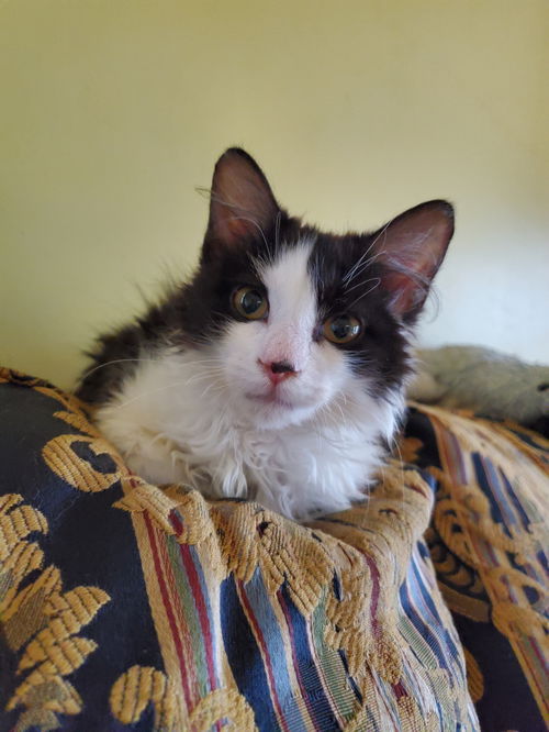 Oreo