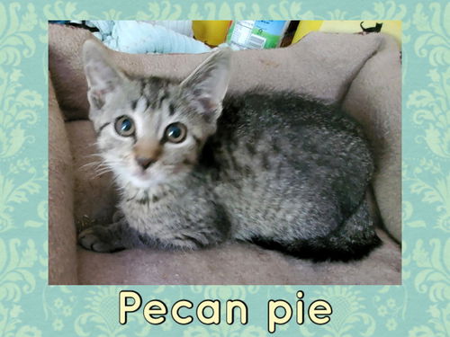 Pecan pie