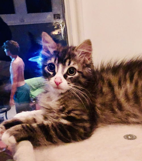 Albie