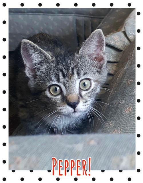 Pepper