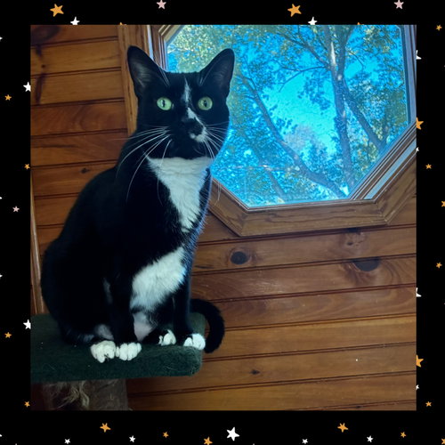 Stardust, a cat for adoption from Feline Urban Rescue and Rehab, Inc.