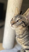Dewey