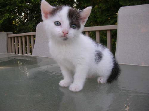 Kittens #2