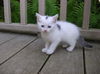 Kittens #2