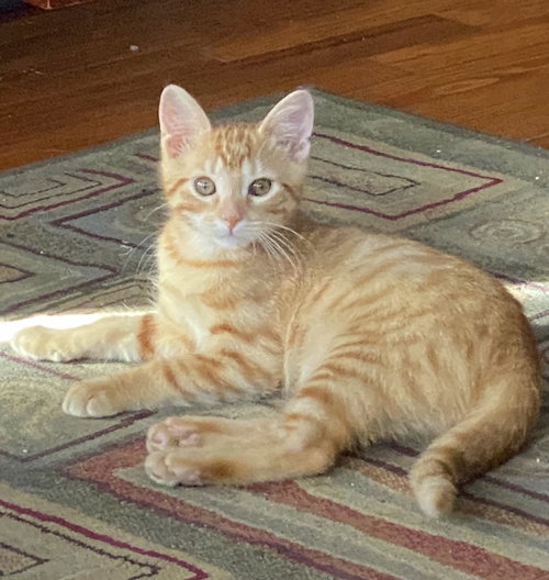 Sir Pancake