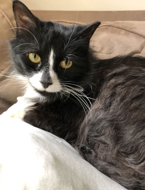 Oreo