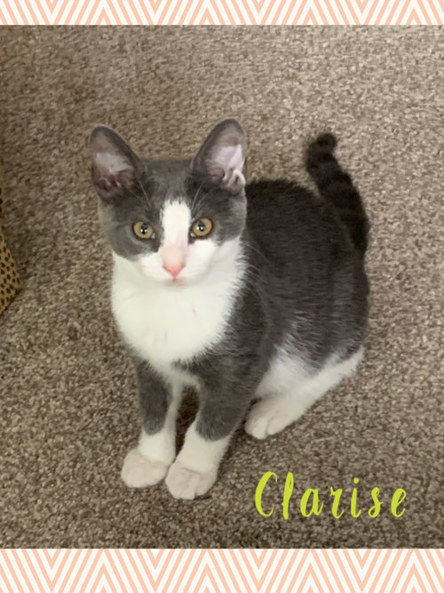 Clarise