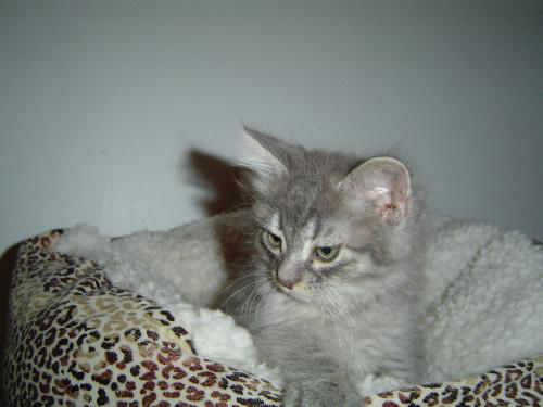 Kittles