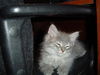 Kittles