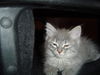 Kittles
