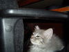 Kittles