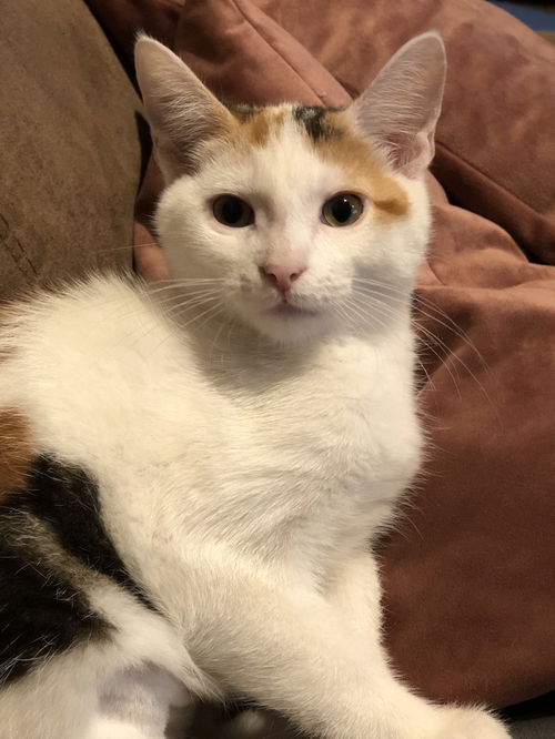 Frankie