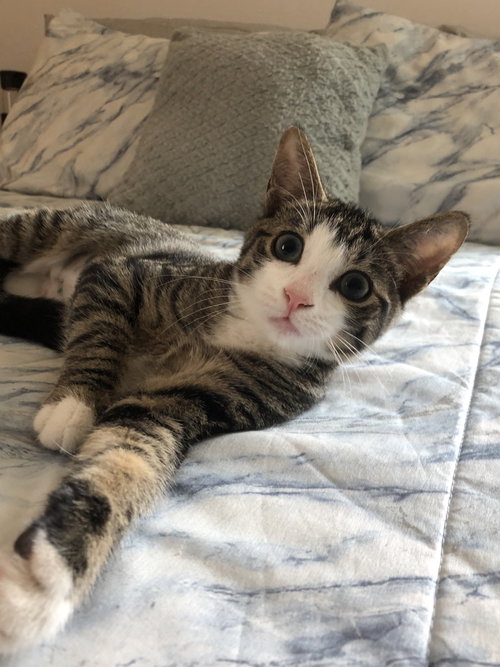 Lulu