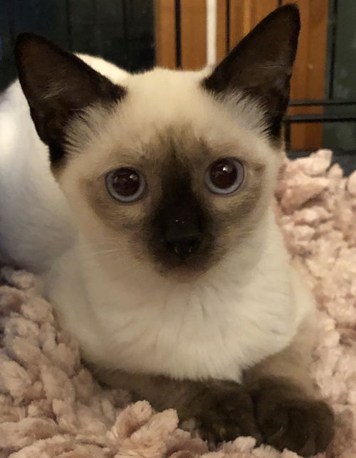 Savannah