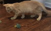 Marbles