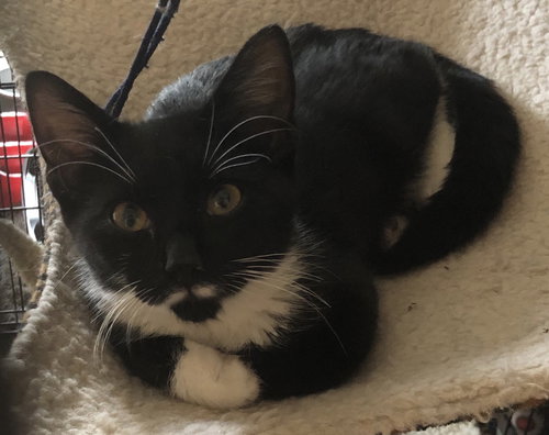 Sylvester